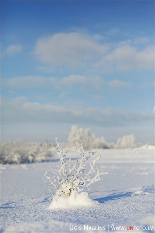 Līga un Valters I Kāzas ziemā janvārī ar sniegu I Fotogrāfs Uģis Nagliņš 192225