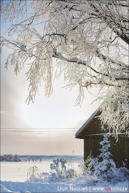 Līga un Valters I Kāzas ziemā janvārī ar sniegu I Fotogrāfs Uģis Nagliņš 194000